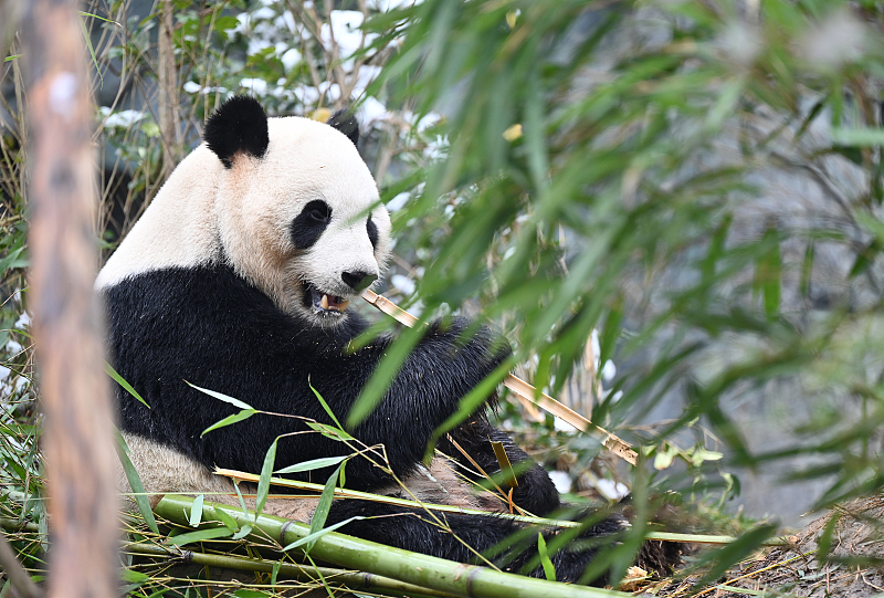 Los pandas gigantes de China refuerzan la conservación y cooperación internacionales