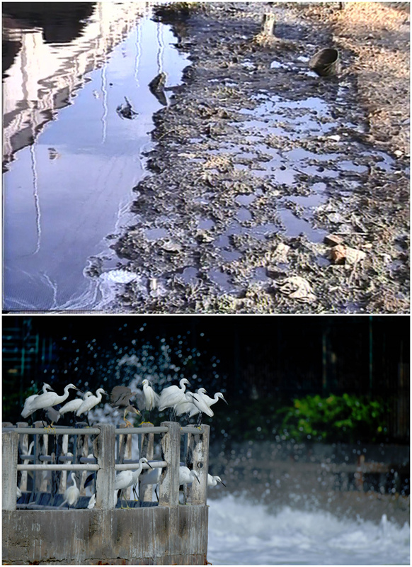 Lago Yundang: de lago contaminado al pulmón verde de la ciudad