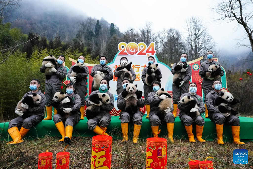 Cachorros de panda gigante hacen una aparición grupal en bases de reproducción en Sichuan