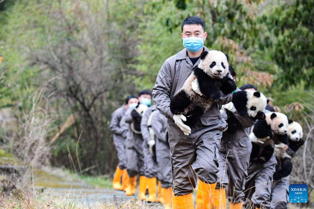 Cachorros de panda gigante hacen una aparición grupal en bases de reproducción en Sichuan