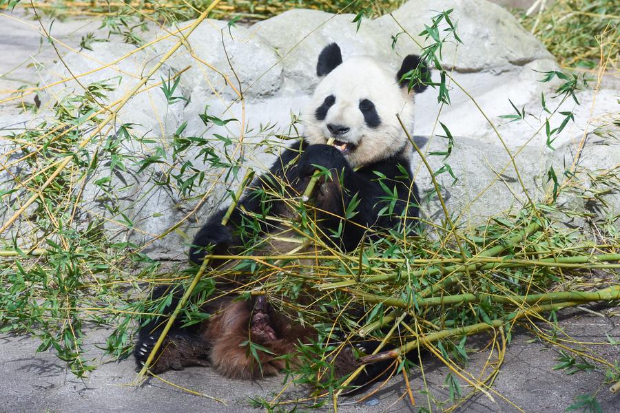 España despide a su familia de pandas gigantes pero espera ya a nueva pareja que enviará China