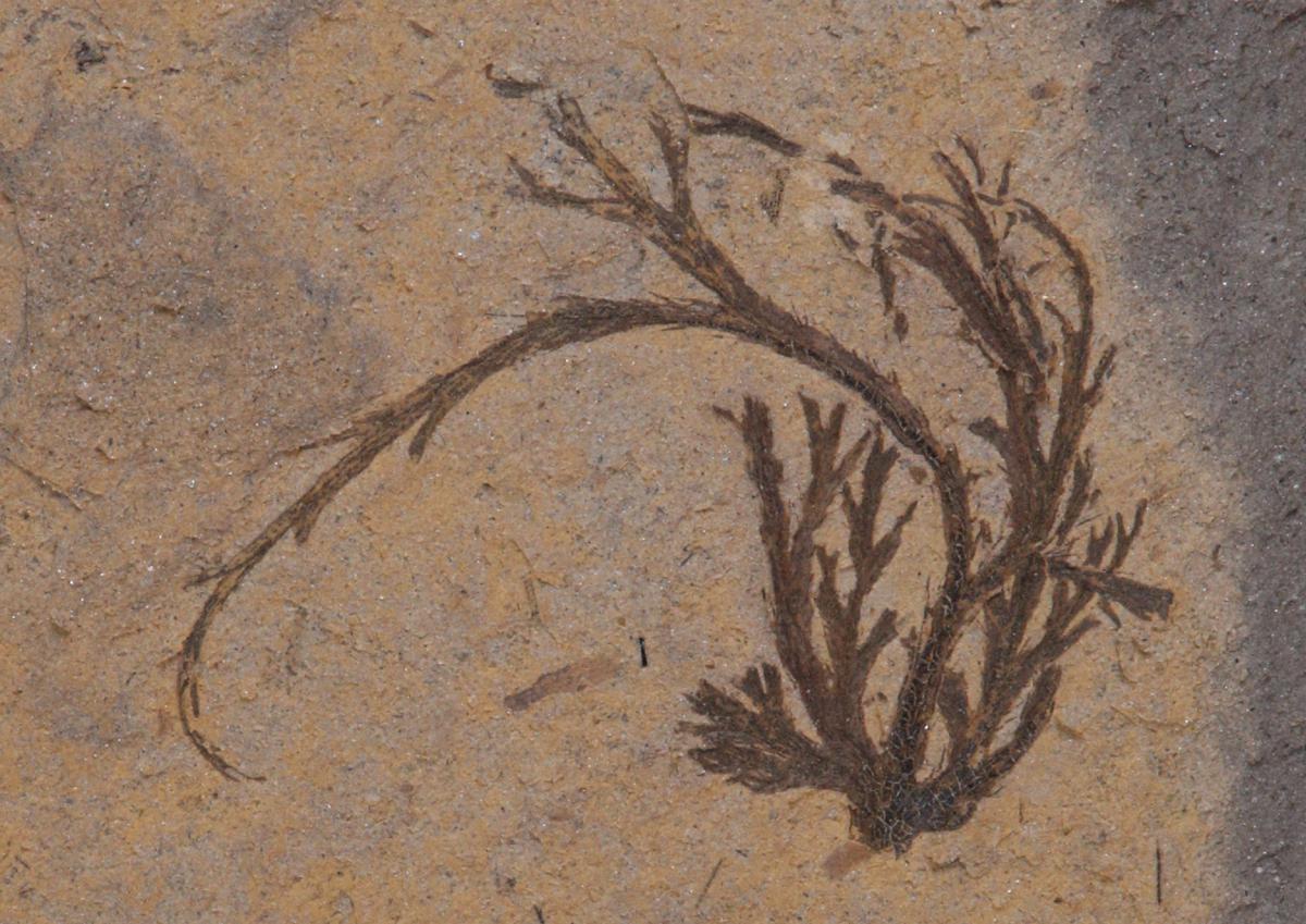 Grupos fósiles de plantas antiguas que crecieron hace más de 300 millones de años fueron descubiertos recientemente en Shiyan, provincia de Hubei. [Foto: cedida a chinadaily.com.cn]
