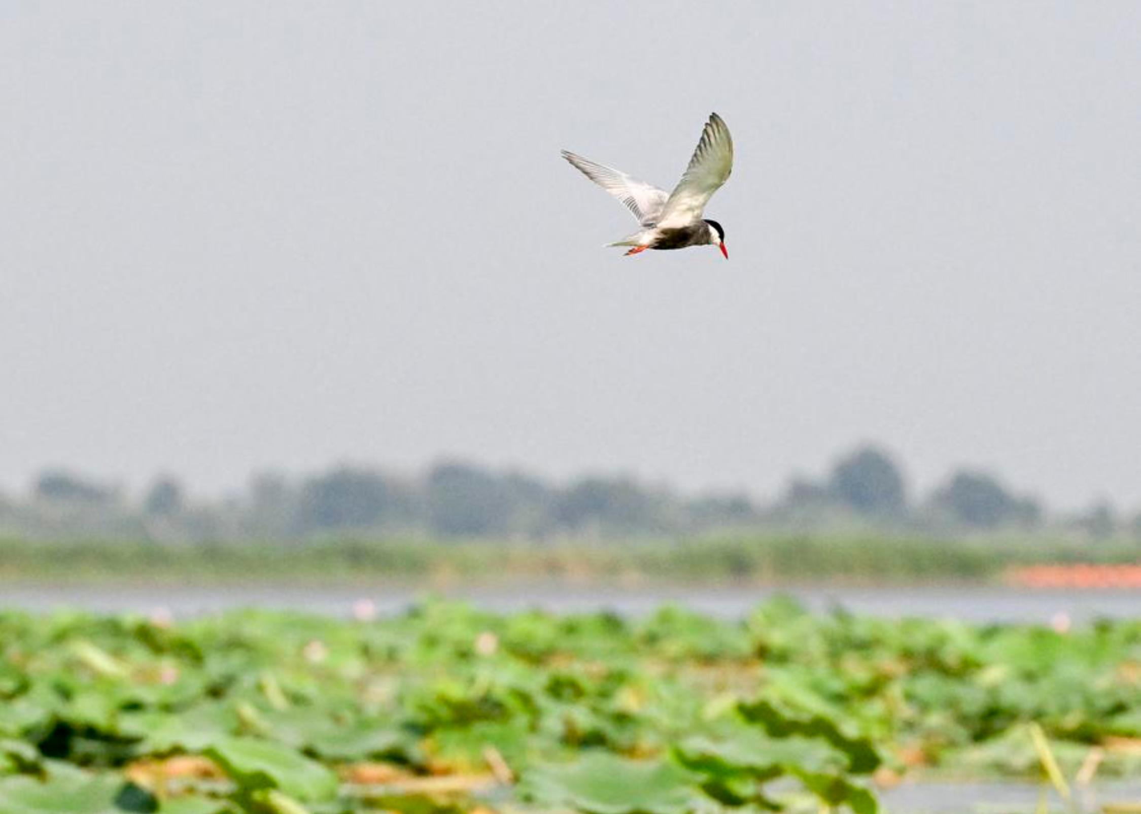 Un ave vuela sobre el lago Baiyangdian, en la Nueva Área de Xiong