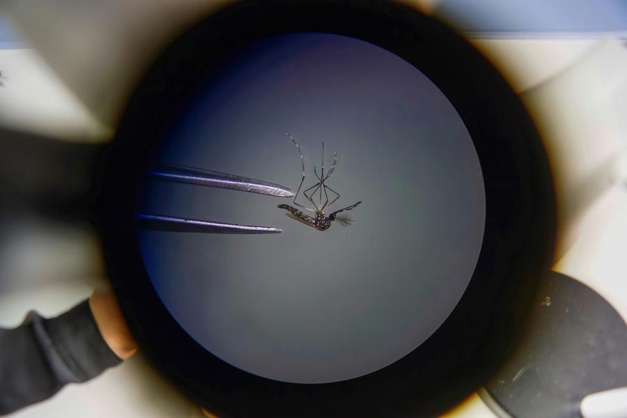 Imagen del 25 de agosto de 2022 de un mosquito Aedes aegypti, transmisor del virus del dengue, analizado en el Centro de Investigación y Desarrollo en Salud de la Universidad de El Salvador en el marco del Día Internacional Contra el Dengue, en el departamento de San Salvador, El Salvador.  (Xinhua/Alexander Peña) 