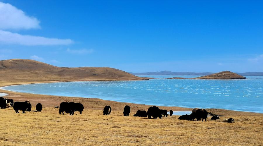 La foto, tomada el 12 de marzo de 2022 muestra una vista del lago Gyaring en la zona de nacimiento del Río Amarillo en el Parque Nacional de Sanjiangyuan, en la provincia noroccidental china de Qinghai. (Xinhua/Lyu Xueli)
