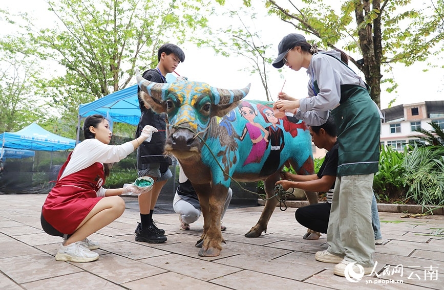 Búfalos coloridos llaman la atención en Yunnan