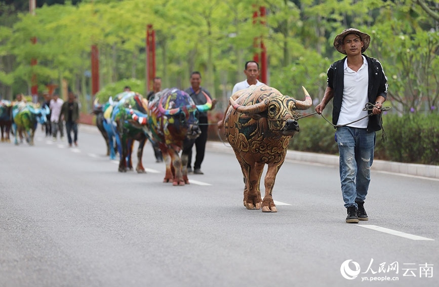 Búfalos coloridos llaman la atención en Yunnan