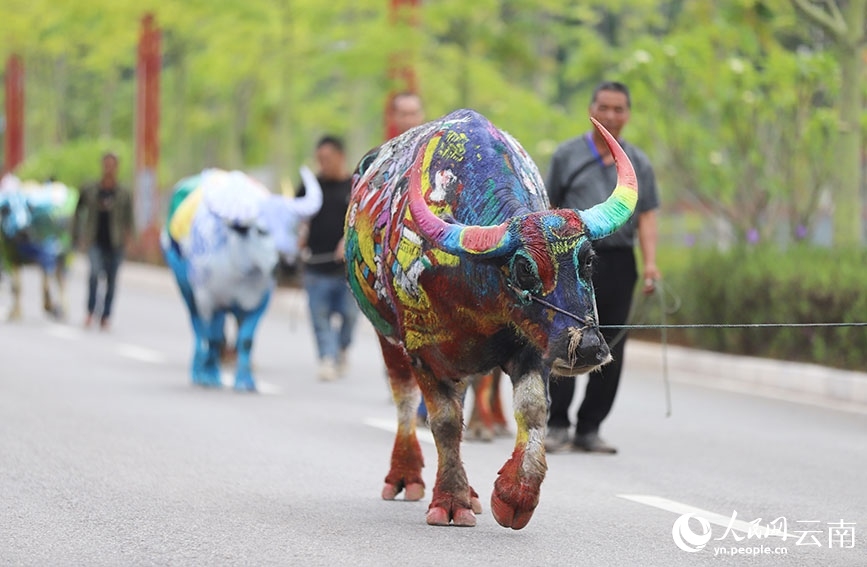 Búfalos coloridos llaman la atención en Yunnan