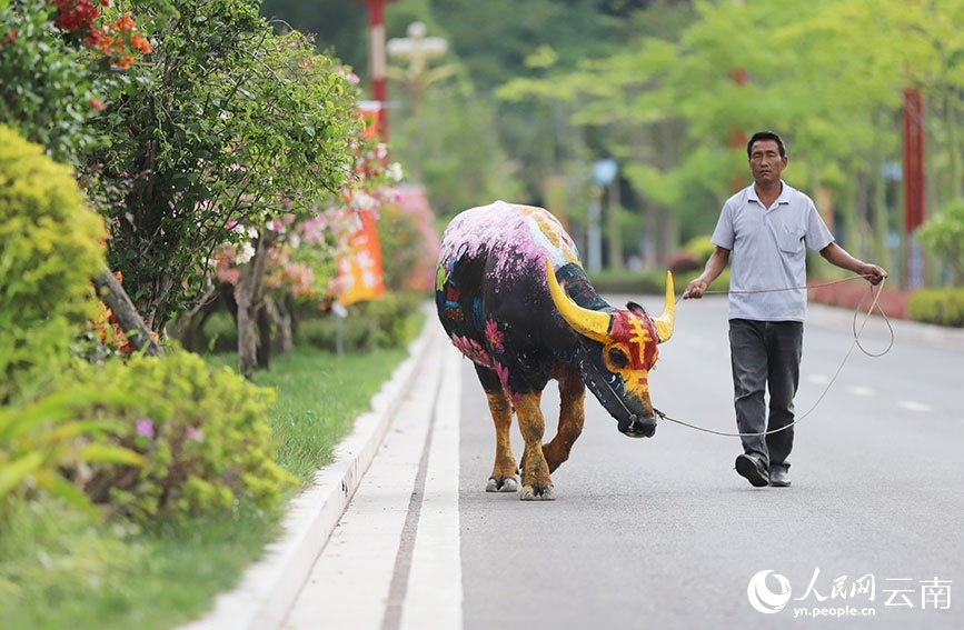 Búfalos coloridos llaman la atención en Yunnan