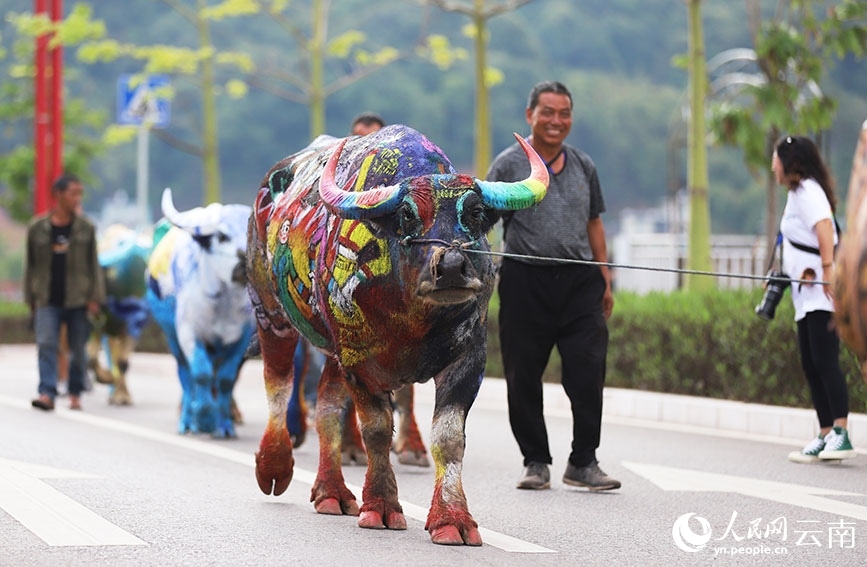 Búfalos coloridos llaman la atención en Yunnan