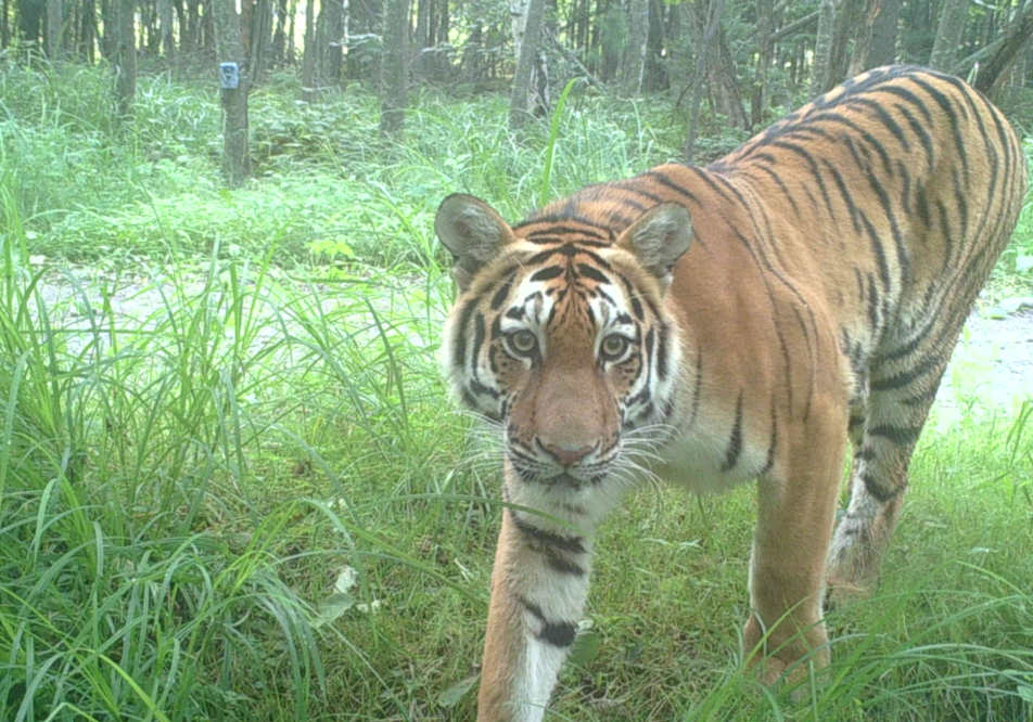 Aumentan las poblaciones de tigres y leopardos en el noreste de China