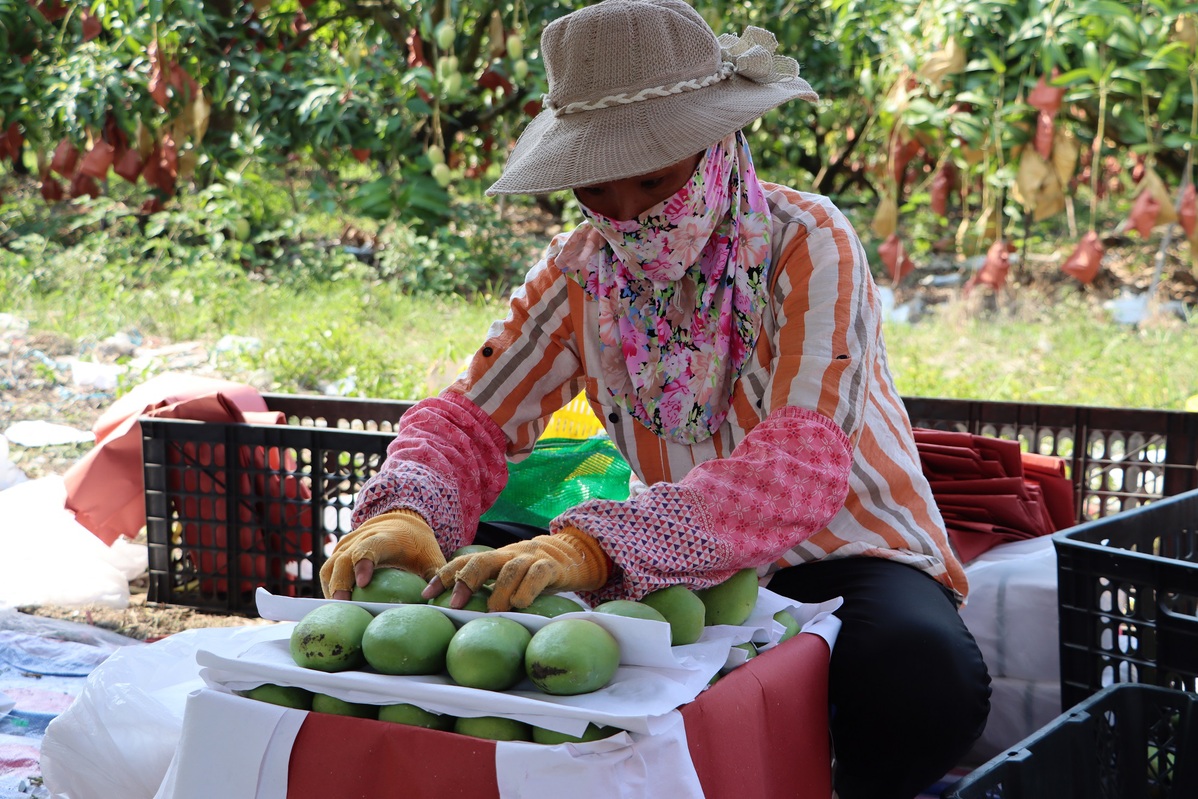 Comienza la cosecha de mangos en Hainan