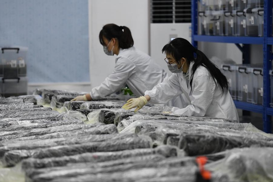 En esta foto del 20 de mayo de 2024, arqueólogos realizan actividades de preservación de reliquias desenterradas en la tumba de Wuwangdun, descubierta en Huainan, en la provincia oriental china de Anhui. (Xinhua/Zhang Duan)