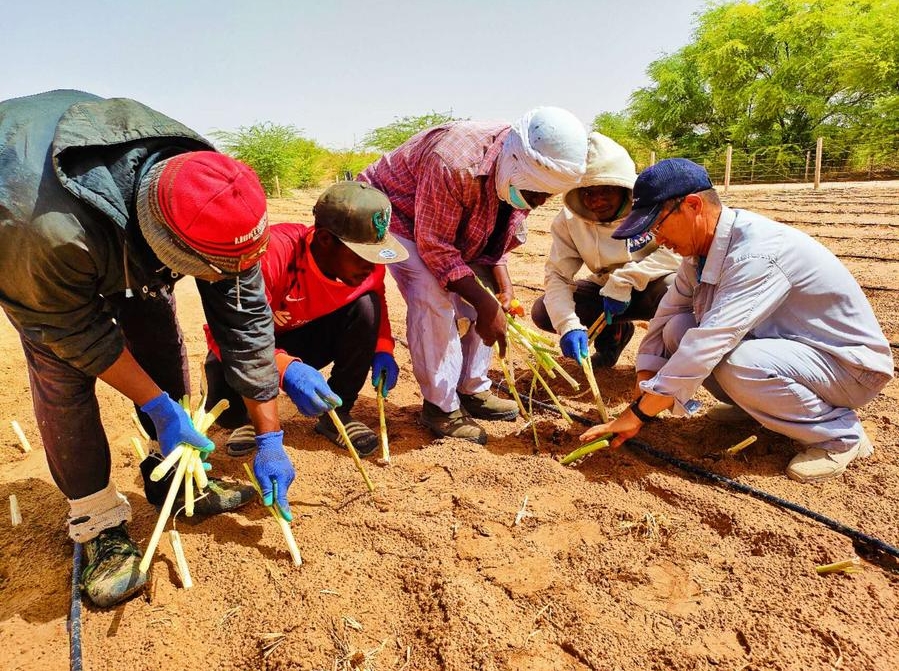 Un experto chino instruye a empleados locales en la siembra de plántulas de la variedad china de pasto juncao, en el centro de demostración de tecnología de cría de animales, en Mauritania, el 27 de mayo de 2024. (Xinhua)