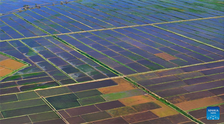 Vista aérea de los campos de arroz a lo largo del río Amarillo en Yinchuan