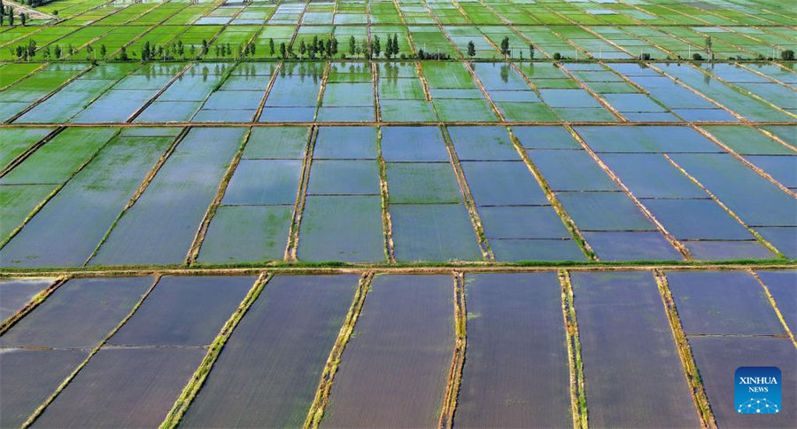 Vista aérea de los campos de arroz a lo largo del río Amarillo en Yinchuan