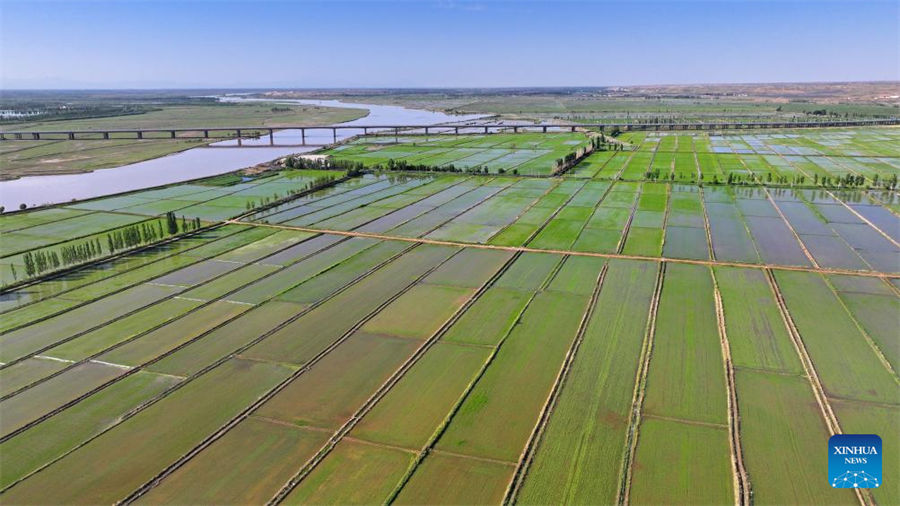 Vista aérea de los campos de arroz a lo largo del río Amarillo en Yinchuan