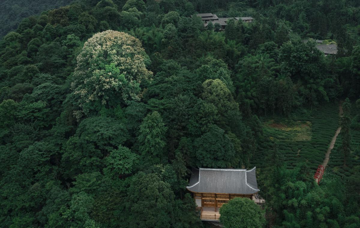 Árbol de 2.700 años florece con fuerza en Sichuan