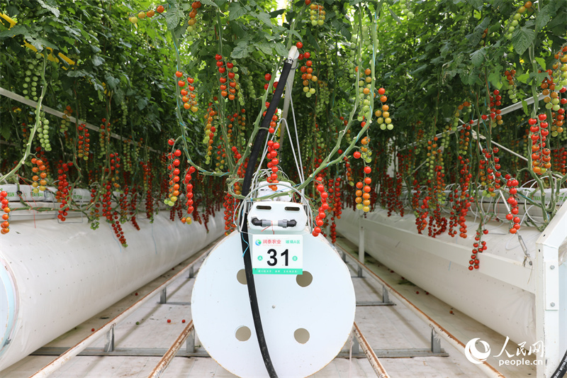 Invierte en Xinjiang 丨 Los tomates cherry dependen de los macrodatos para 