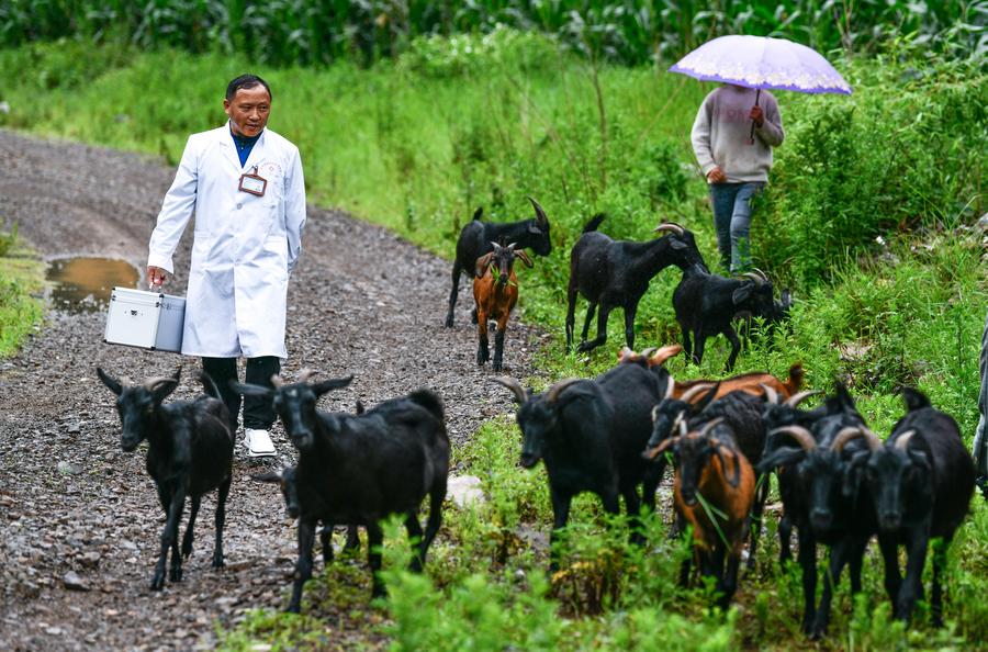 Un médico rural se encuentra con una pastora camino a visitar un paciente, en la aldea Xinshui del poblado de Mazha del distrito autónomo de las etnias yi-hui-miao de Weining, en la provincia suroccidental china de Guizhou, el 19 de julio de 2023. (Xinhua/Yang Wenbin)