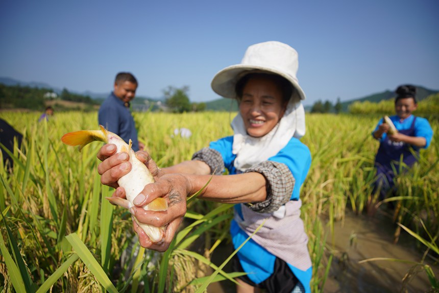 Los aldeanos exhiben peces de arroz en la aldea de Kala de Longquan, condado Danzhai, provincia de Guizhou, suroeste de China, el 5 de septiembre de 2024. (Foto/Yang Wukui)