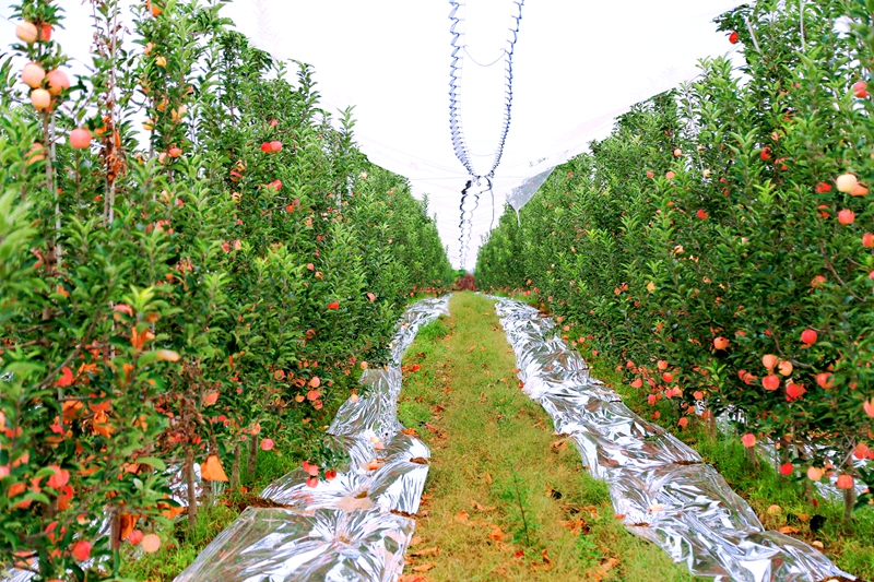 La moderna fruticultura china logra una abundante cosecha de manzanas en Shaanxi