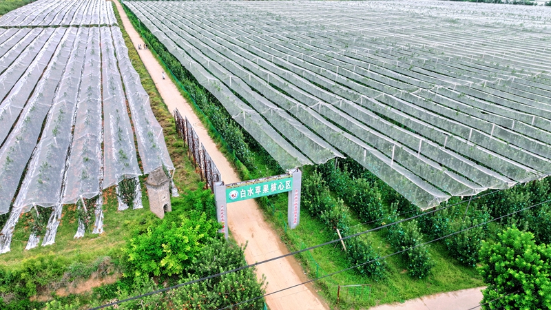 La moderna fruticultura china logra una abundante cosecha de manzanas en Shaanxi