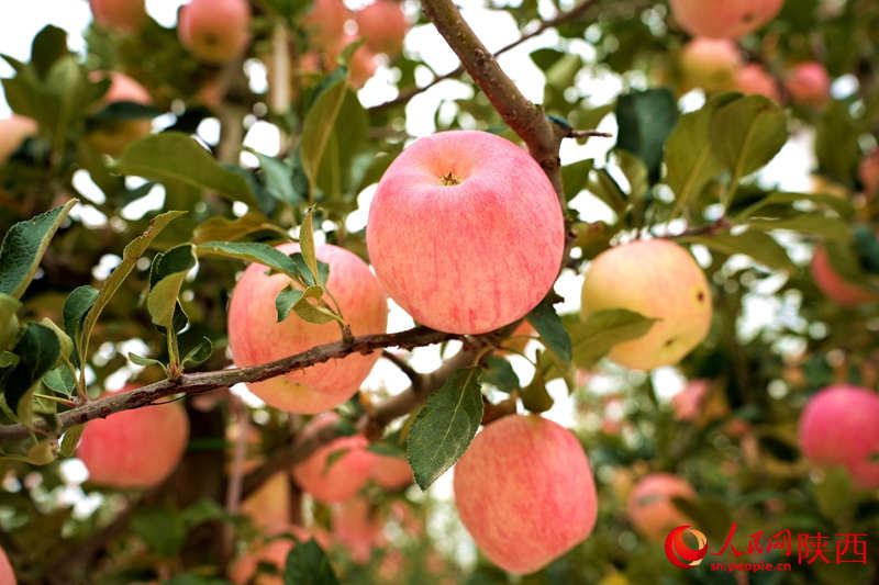 La moderna fruticultura china logra una abundante cosecha de manzanas en Shaanxi