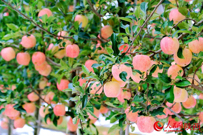 La moderna fruticultura china logra una abundante cosecha de manzanas en Shaanxi