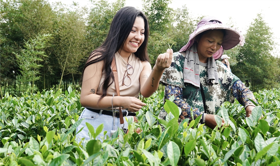 Periodistas de América Latina y el Caribe experimentan la recolección de té en la aldea Mingyue, Pujiang, Sichuan, China, 24 de septiembre del 2024. 