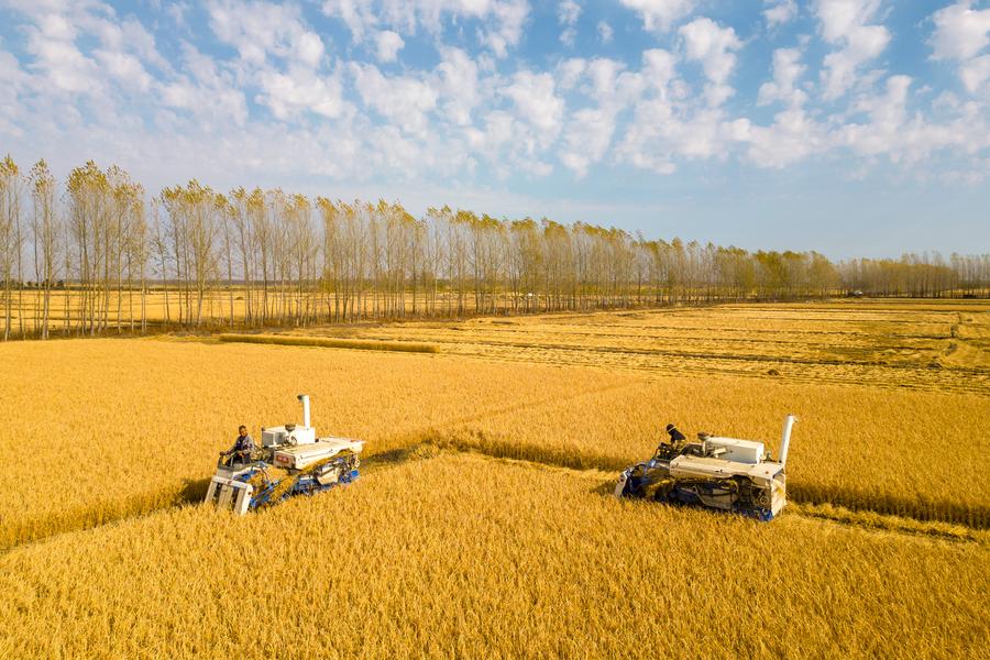 Cosechado casi 70% de cereales de otoño en China