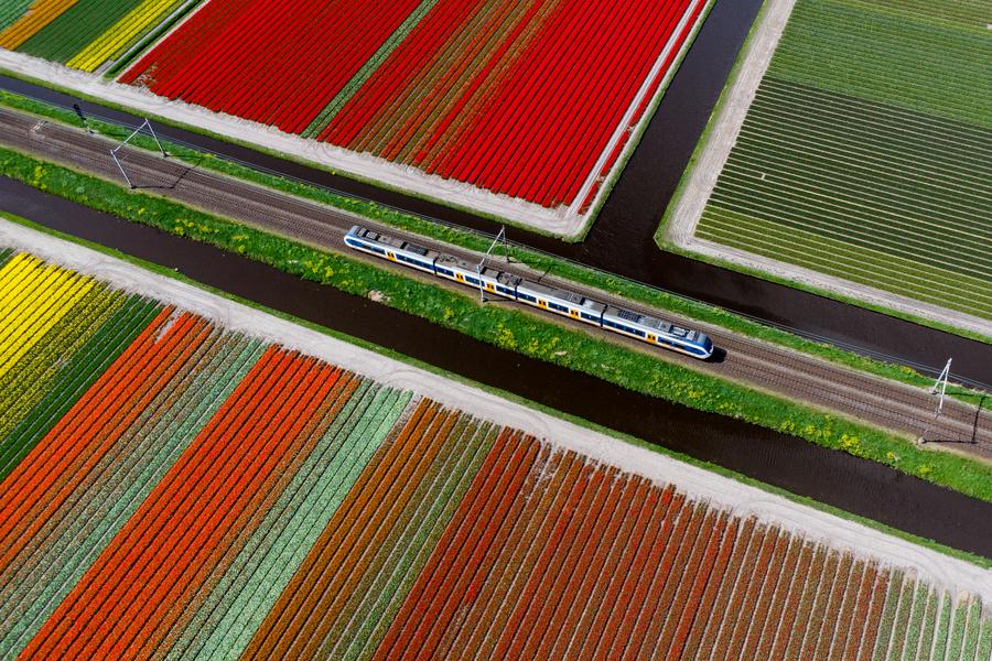 Experto neerlandés en industria del tulipán ve creciente mercado de tulipanes en China