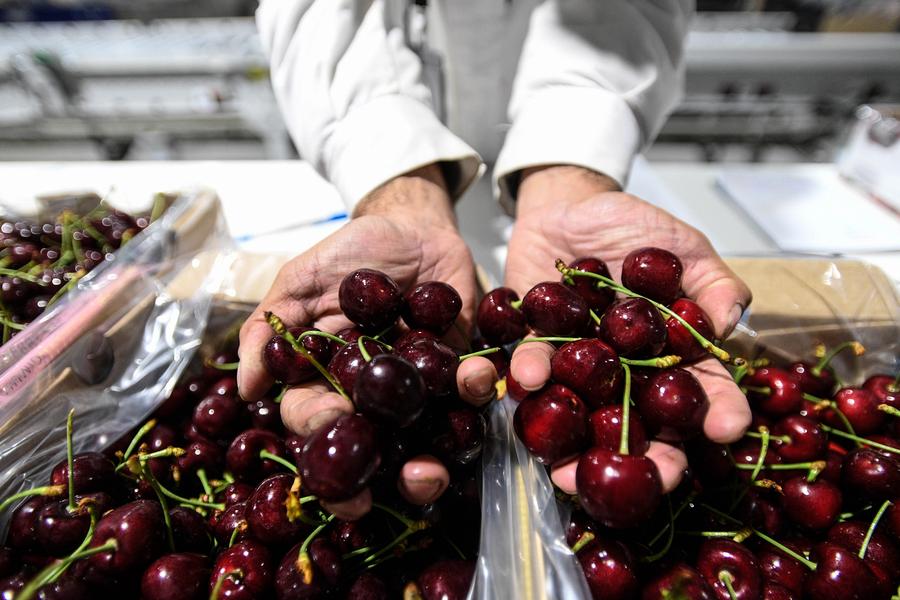 Imagen del 4 de enero de 2024 de un trabajador mostrando cerezas en la planta de empaquetado de Verfrut, en la comuna Las Cabras de la provincia de Cachapoal, en la región del Libertador General Bernardo O'Higgins, Chile. (Xinhua/Jorge Villegas) 