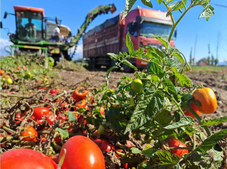 Un recolector cosechando tomates en Bole, en la región autónoma uygur de Xinjiang, en el noroeste de China, el 12 de septiembre de 2024. (Xinhua/Gou Lifeng)