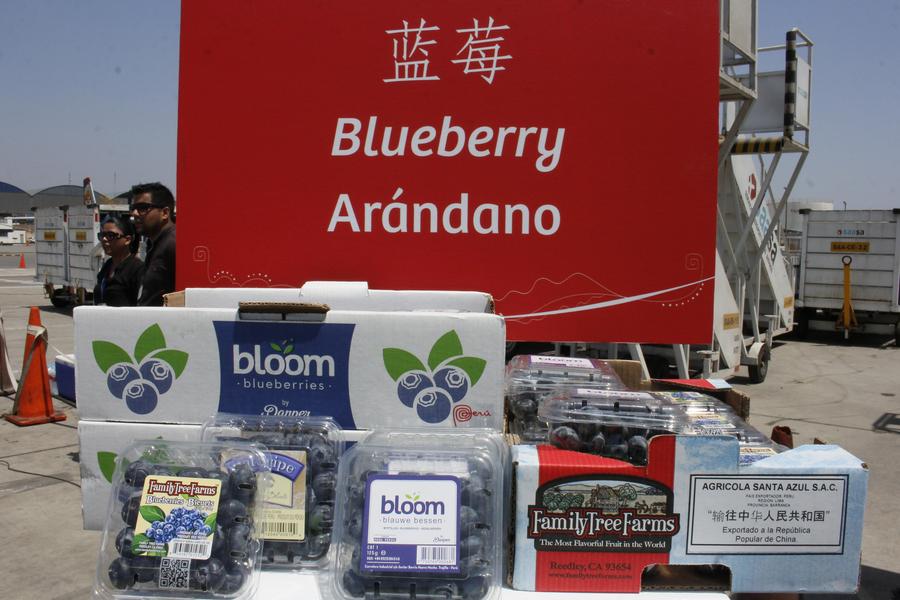 Imagen de archivo de arándanos siendo exhibidos durante una ceremonia por el vuelo inaugural de China Eastern Airlines Co., Ltd, en la provincia constitucional del Callao, Perú, el 21 de noviembre de 2016. (Xinhua/Luis Camacho)