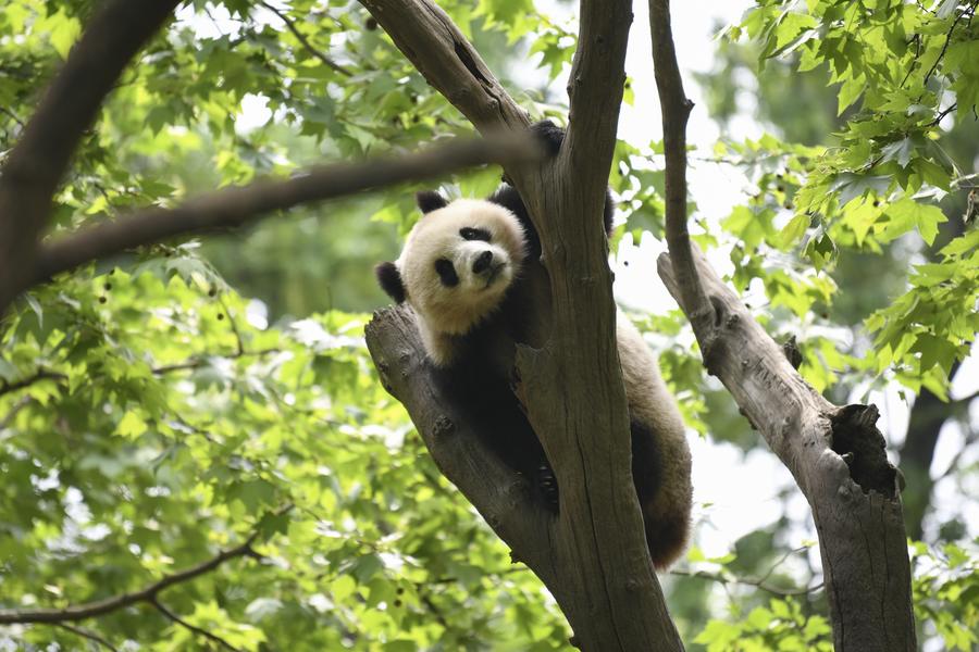 Población mundial de pandas en cautiverio alcanza 757 ejemplares