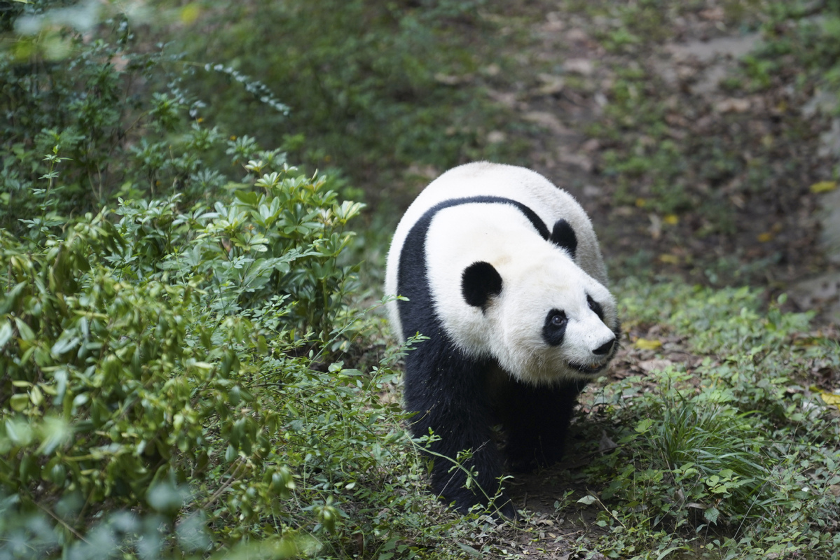 El panda gigante Mei Huan es fotografiado en la Base de Investigación de Cría de Pandas Gigantes de Chengdu, provincia de Sichuan, 21 de noviembre del 2024. [Foto: Xinhua]