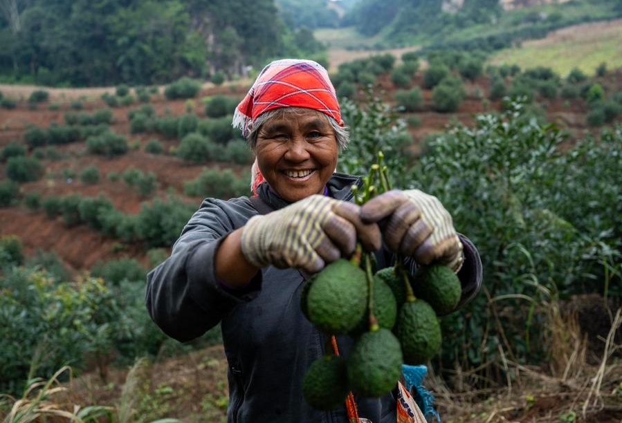 Una productora de frutas muestra aguacates recién cosechados en una base de plantación en el distrito de Menglian, en la ciudad de Pu