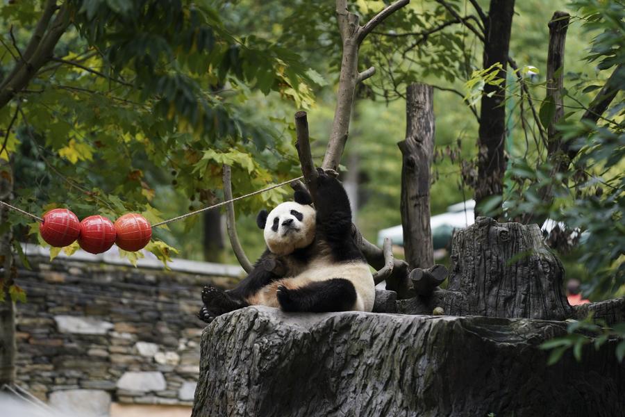 El panda gigante Fu Bao juega en la base de pandas gigantes de Shenshuping de la Reserva Natural Nacional de Wolong, en la provincia suroccidental china de Sichuan, el 19 de octubre de 2024. (Xinhua/Xu Bingjie)