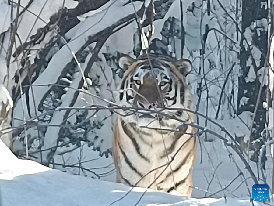 Esta foto, tomada con un teléfono móvil, capta a un tigre siberiano salvaje en la montaña Changbai, en la provincia de Jilin, el 3 de diciembre del 2024. [Foto: Xinhua]