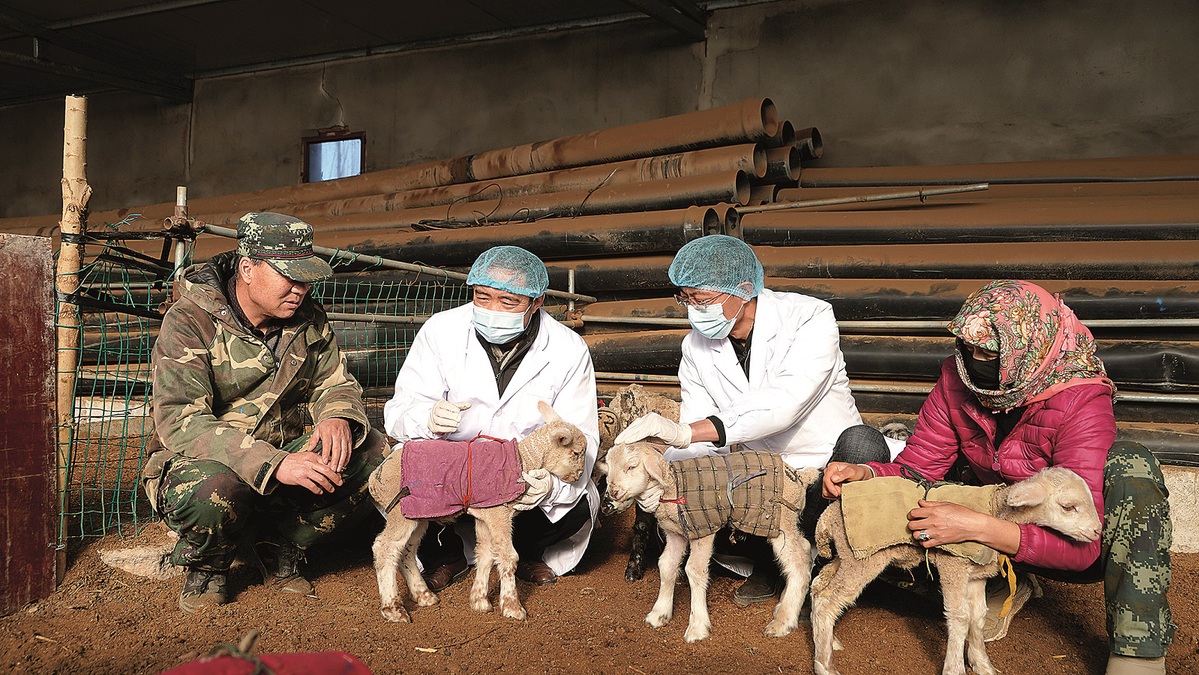 Ganaderos brindan orientación sobre el parto y el cuidado de los animales jóvenes a un pastor de Sunan, provincia de Gansu. [Foto: proporcionada a China Daily]