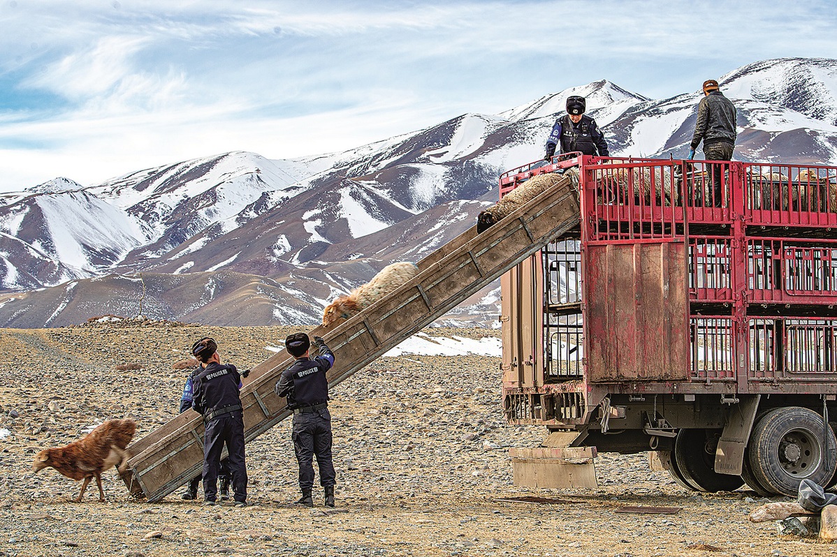 Policía y pastores trabajan juntos para descargar las ovejas y aumentar la eficiencia de la gestión migratoria. [Foto: proporcionada a China Daily]