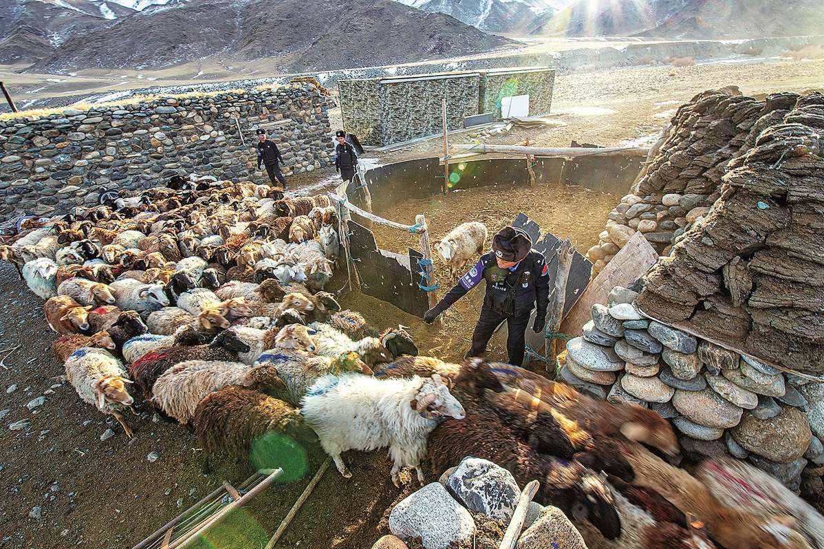 La policía ayuda a los pastores a contar y acorralar a las ovejas durante la migración en Bortala. [Foto: proporcionada a China Daily]