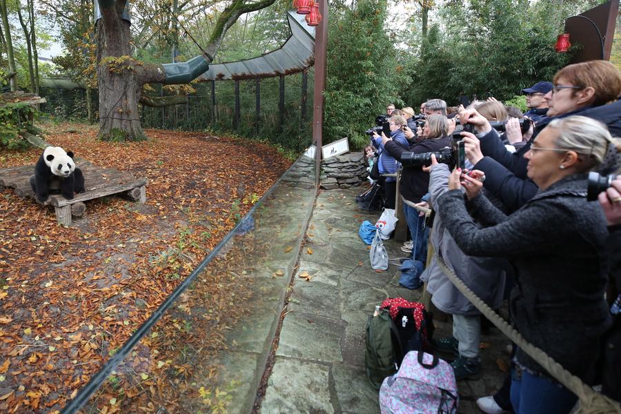 Imagen del 10 de noviembre de 2024 de personas tomando fotografías del panda gigante Tian Bao en el zoológico Pairi Daiza, en Brugelette, Bélgica. (Xinhua/Zhao Dingzhe) 