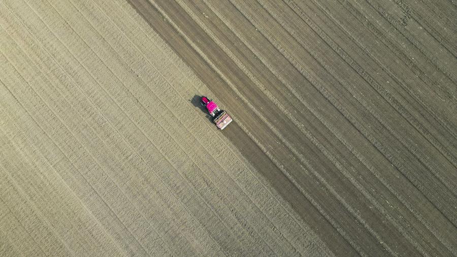 Vista aérea tomada el 28 de octubre de 2024 de un tractor sembrando trigo, en la aldea de Xiaozhang del distrito de Guangrao, en la provincia de Shandong, en el este de China. (Xinhua/Liu Yunjie) 