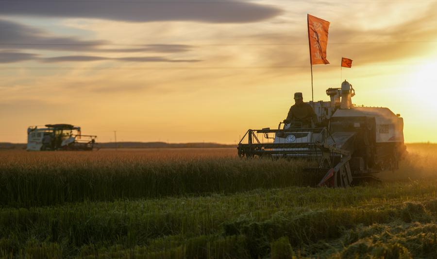 Máquinas agrícolas trabajan en arrozales en la ciudad de Fuyuan, provincia de Heilongjiang, 11 de octubre del 2024. (Foto: Xinhua/ Wang Jianwei)