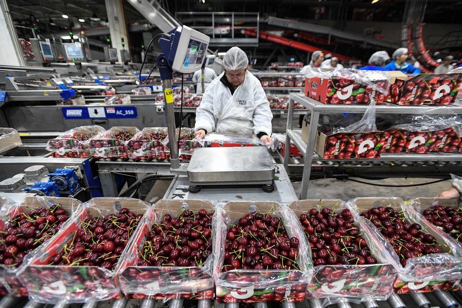 Imagen del 13 de diciembre de 2024 de una empleada trabajando en la planta de Garces Fruit, en San Francisco de Mostazal, en la región de O'Higgins, Chile. (Xinhua/Jorge Villegas)