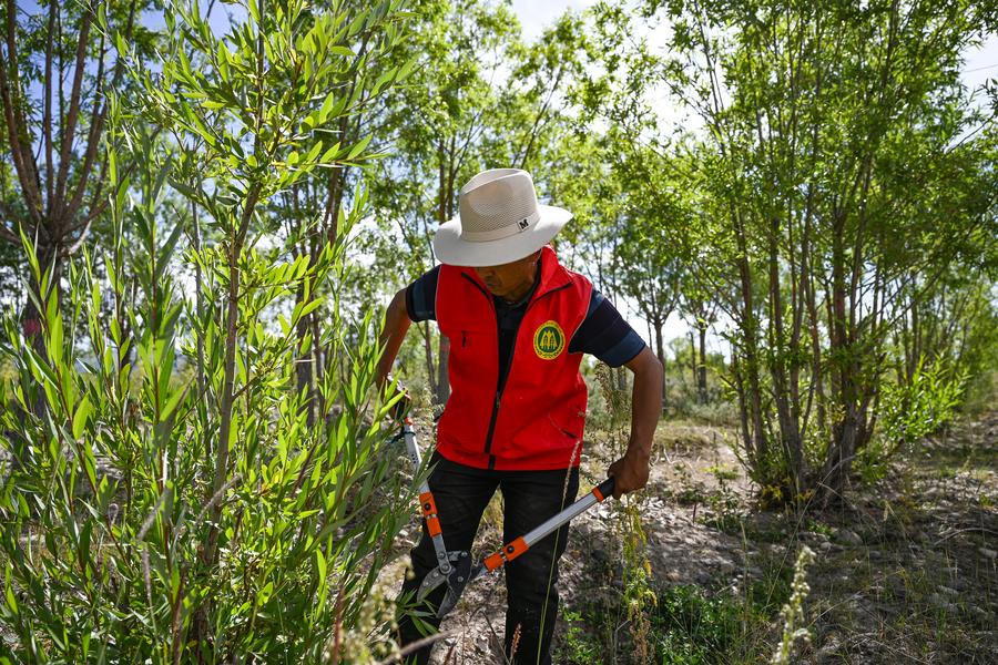 Lhasa completa forestación de más de 10.000 hectáreas en 2024