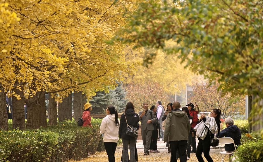 Un grupo de personas disfruta del paisaje otoñal en el parque forestal olímpico en Beijing, la capital de China, el 31 de octubre de 2024. (Xinhua/Li Xin)