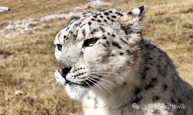 Leopardo de las nieves. (Foto: Oficina de Administración del Parque Nacional de Sanjiangyuan)